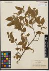 Foto von Salix shiraii Seemen
